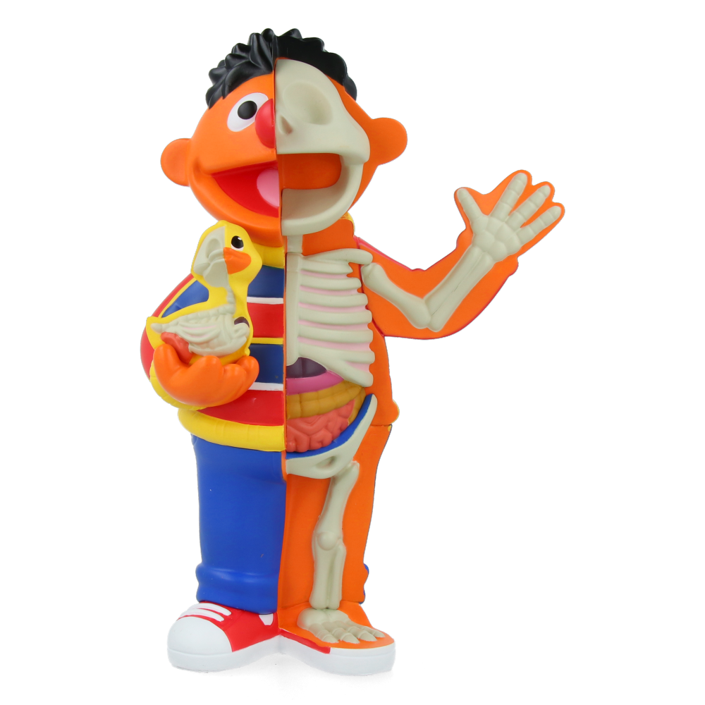 XXRAY Plus: 8.5" Ernie