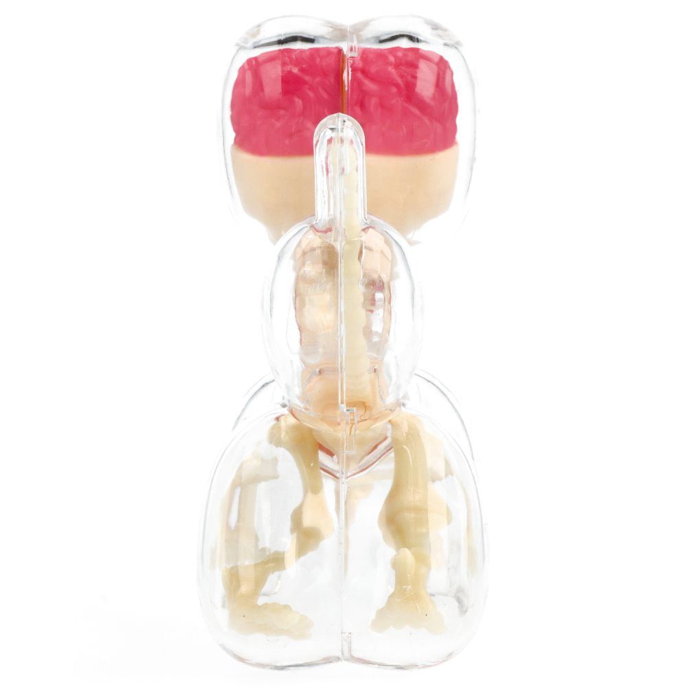 10" Balloon Dog Anatomy - Jason Freeny