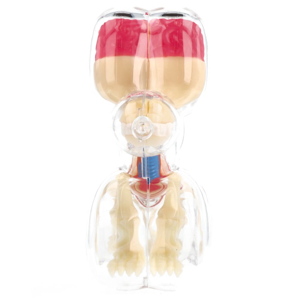 10" Balloon Dog Anatomy - Jason Freeny