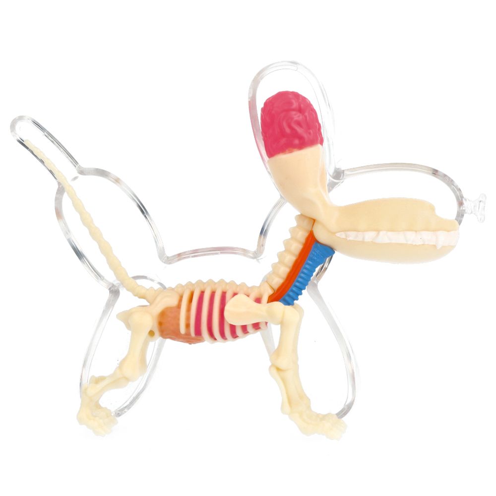 10" Balloon Dog Anatomy - Jason Freeny