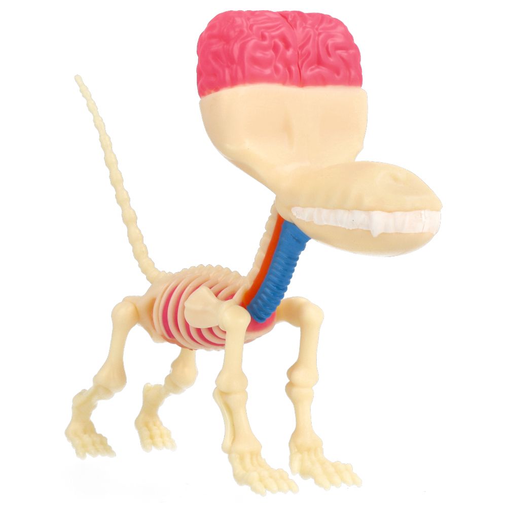 10" Balloon Dog Anatomy - Jason Freeny