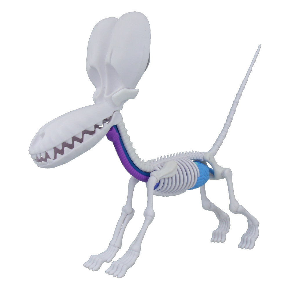 Funny Anatomy Balloon Dog (Sky Blue Edition) - Jason Freeny