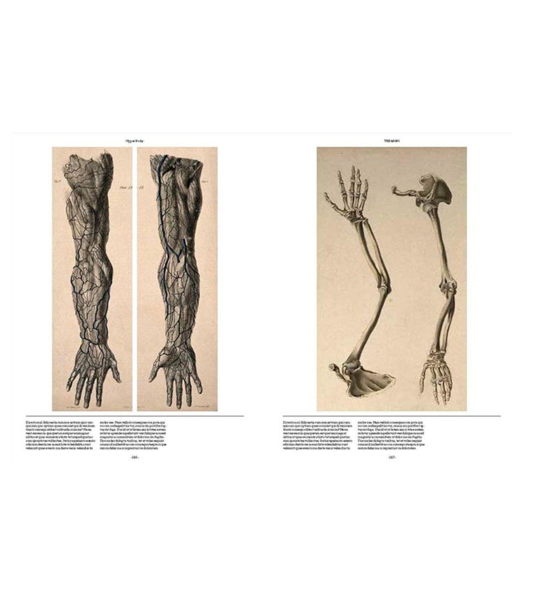 Anatomica, el arte exquisito e inquietante de la anatomía humana